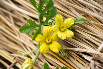 夏の代表的な食材のスイカを花からつぼみやカットした写真を撮影、素材背景にどうぞ
