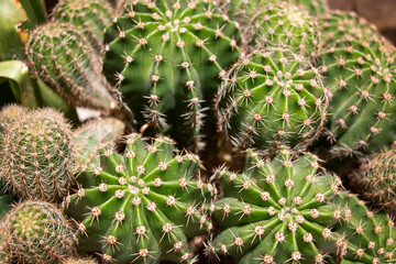  close shot of green cactus