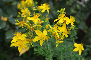 Obraz premium In the wild bloom hypericum perforatum