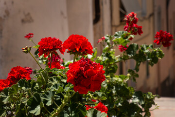 pretty red geraniums in a rural town