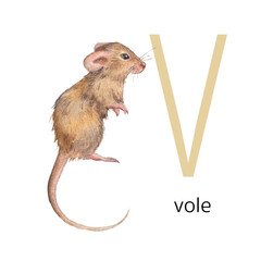 Animals alphabet. V for vole. Watercolor letters illustration isolated on white background - obrazy, fototapety, plakaty