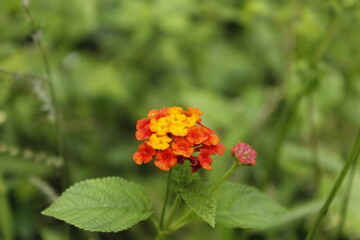red and yellow flowers