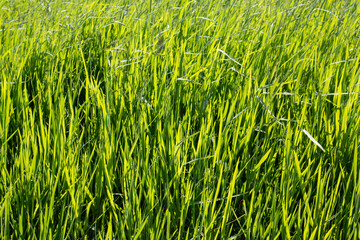 texture of colourful natural grass