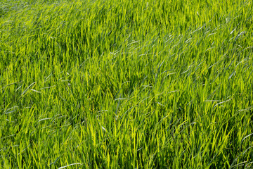 texture of colourful natural grass