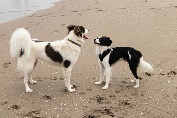 two dogs playing on the beach. both black and white dogs