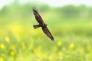 Western marsh harrier, Circus aeruginosus, hunting