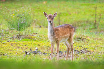 Fallow deer fawn Dama Dama in Autumn