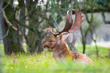 Fallow deer stag Dama Dama in a forest