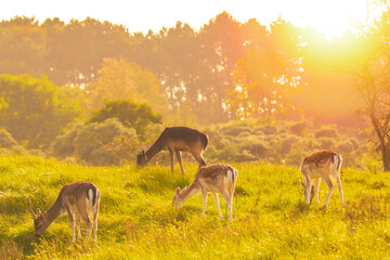 Female fallow deer doe or hind, Dama Dama