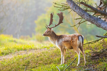 Naklejka na ściany i meble Fallow deer stag Dama Dama in a forest