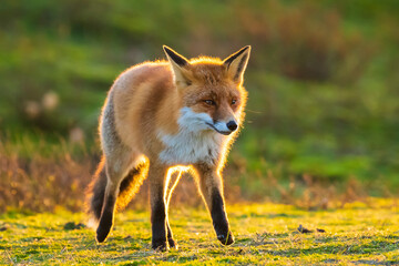 Wild red fox, vulpes vulpes, at sunset