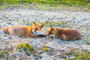Two wild red foxes, vulpes vulpes, relaxing