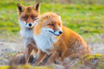 Naklejka na ściany i meble Two wild red foxes, vulpes vulpes, fighting
