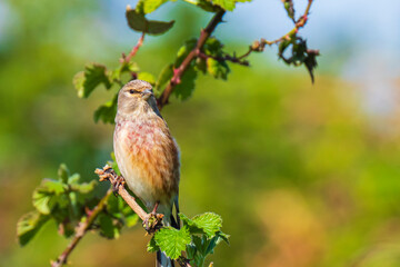 Linnet bird male, Carduelis cannabina with red breast singing