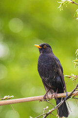Blackbird male turdus merula singing in a tree in a garden