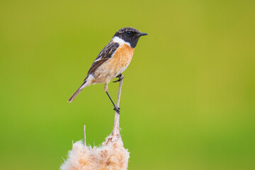 Stonechat male bird, Saxicola rubicola, perched on reed flower Typha latifolia