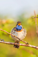 Closeup of a blue-throat bird Luscinia svecica cyanecula singing in a tree