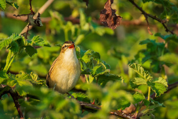 Sedge Warbler, Acrocephalus schoenobaenus, singing