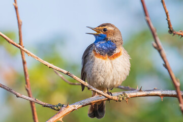 Closeup of a blue-throat bird Luscinia svecica cyanecula singing in a tree