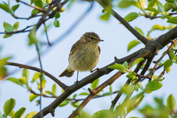 Willow warbler bird, Phylloscopus trochilus