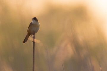 Sedge Warbler, Acrocephalus schoenobaenus, singing sunset