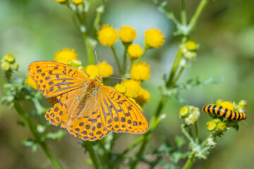 Silver-washed fritillary, Argynnis paphia, male butterfly closeup