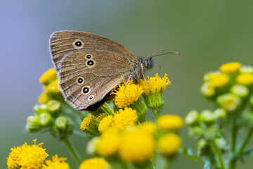 Ringlet butterfly Aphantopus hyperantus closeup