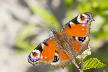 Aglais io, Peacock butterfly resting