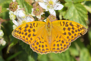 Silver-washed fritillary, Argynnis paphia, female butterfly closeup