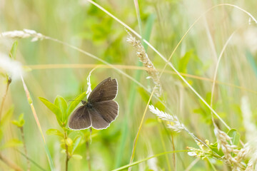 Ringlet butterfly Aphantopus hyperantus closeup