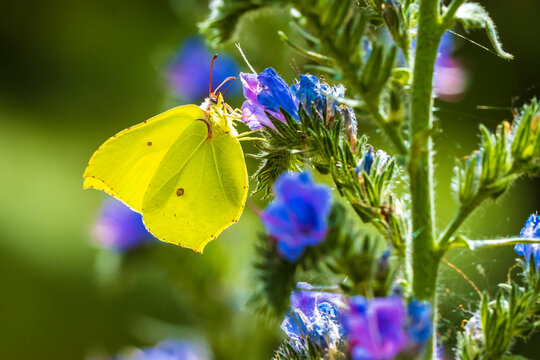 Common brimstone butterfly gonepteryx rhamni, on Buddleja