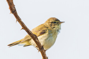 Common chiffchaff bird Phylloscopus collybita