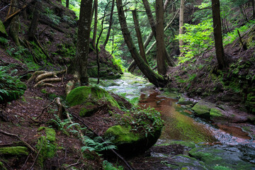 Fototapeta na wymiar Mountain river in a green forest. Clear stream with stones and trees around