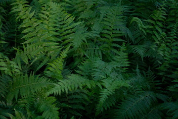 Close up of green ferns in a forest. Background made from green fern leaves