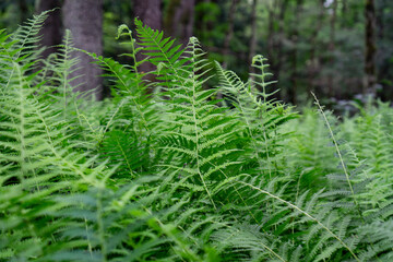 Close up of green ferns in a forest. Background made from green fern leaves