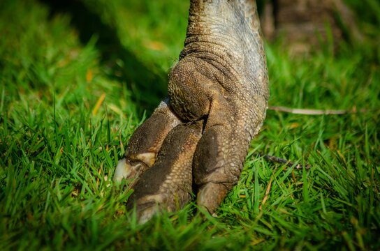 Nandoe foot. Great rhea foot. Dinosaur 
