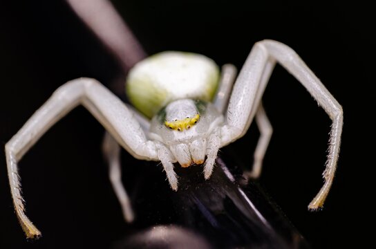 White Spider in the garden