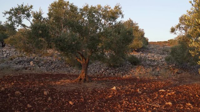 Summer landscape of olive plantations in Samaria, Israel