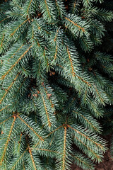 branches of a fir tree, wallpaper for mobile phone or template