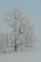 Fototapeta na wymiar Polska - Mazury - Warmia. Krajobraz zimowy.