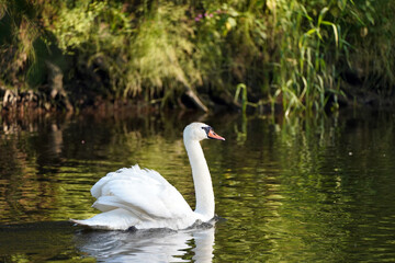Fototapeta premium Schwan