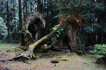 Obraz premium Strangely shaped ancient trees Asian forest 