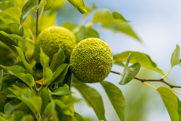 The fruits of maclura pomifera (osage orange, horse apple, adam's apple) grow in the wild on a...