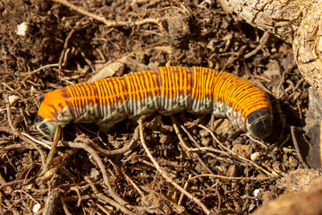 Oruga