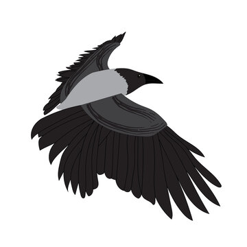Raven image isolated on white background. Vector Illustration