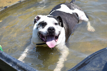 dog in water