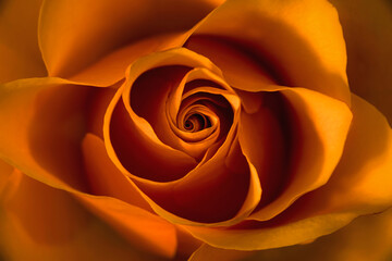 close up of yellow rose