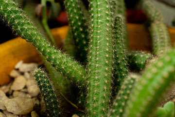 primer plano de cactus verde con espinas en maceta con piedras 
