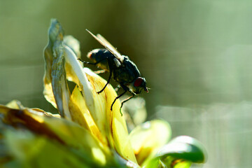 Macro of a Blow fly (Calliphoridae family).  Selective focus, shallow depth of field.