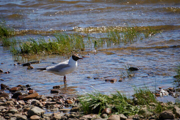 Leningrad region. Komarovo. Baltic Sea. Small gull stands in the water. Larus minutus